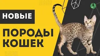 Это Самые Новые Породы Кошек! ТОП 10 Самых Современных и Очаровательных Кошек