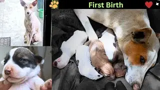 Pregnant Stray Dog Gives Birth at My Doorstep | Rescue Story