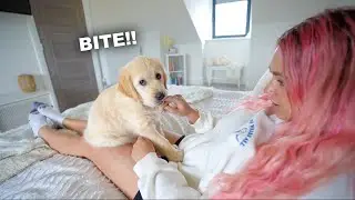 Pretending my Golden Retriever Puppy Bite Hurt *extreme cuteness*