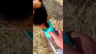 Keep Your Pet Hydrated with This Essential #petwaterbottle