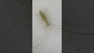 Different Types of Macro insects 37 🦐😍 #reels #trending #short #ytshort