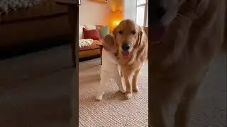 Baby Danced&hellip; Then Crawled UNDER the Golden Retriever 😭🐶