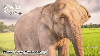 เพลง เจ้าหูพับลาไกล ช้างหนุ่มอาภัพจากอ้อมกอดเทือกเขาภูเวียง