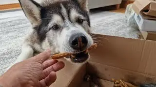 Sherpa's First Gift Opening In His New Home