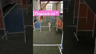 8-925-997-30-04 , дрессировка Москва, Сергиев Посад #веймаранер #дрессировка #кинолог