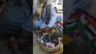 Snake charmer with king cobra they risk their lives to entertain kids for money