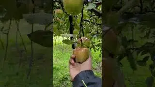 Apple garden in #tukuche #nepal  .. ..