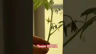 Зацвел🍅 #овощи #видео #шортс#дом#томаты#помидор#рассада#еда#супер#food#shorts#garden#home#yummy