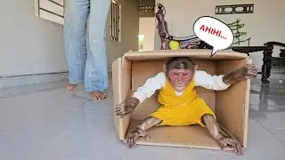 Naughty SU Tries to Sneak Off with Mom’s Box and Runs Away to Play 🐒