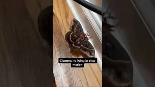 Moths flying in slow motion gives me life #slowmotion #moth #cecropiamoth #silkmoth
