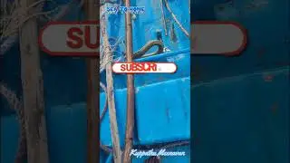 Muddy Water Surprise! Giant Snake Fish Caught #fishing #fish #hook_fishing #snakefish