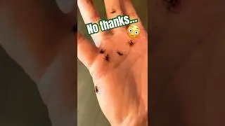 I HATE Mosquitoes&hellip; 🦟 #giant #mosquito #infestation #shorts