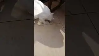 القطط بسنت ودوري