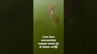 cara ikan menyambar umpan metal jig di dlam air😱#shorts #fishing #casting