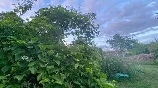 Maypop Passion Fruit loaded With Flowers&hellip;central Florida zone 9B 