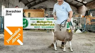 Geitenkeuring: provinciale lammerenprijskamp Oost- en West-Vlaanderen, stamboekgeiten en bokken