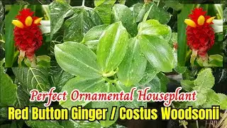 Red Ginger Button (Costus Woodsonii) | A Perfect Ornamental Houseplant