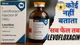 Levofloxacin Injection Veterinary Use in Hindi