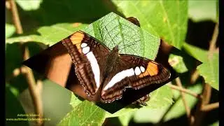 Adelpha serpa serpa (Boisduval, 1836) Brazil by Antonio Silveira