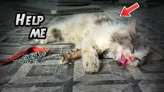 A Stray Cat Finds Safety from Hot Day in Hair Salon