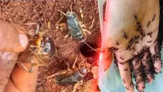 Skills fire ants Vs Stupid Wild man