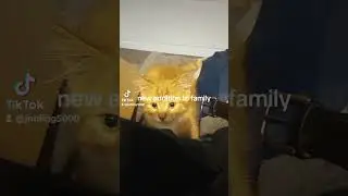 NEW CAT ADDITION TO THE FAMILY. #cat #kitten  #funny #cryptocurrency #shorts