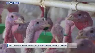 MRNA Bird Flu Vaccine Testing to Begin for Cattle