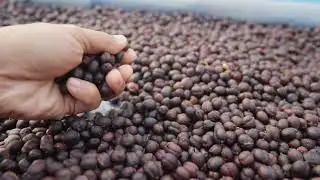 Coffee Beans Drying Process - Pagbibilad sa araw ng beans
