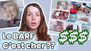 Combien co&ucirc;te une alimentation crue pour chat ? Quel prix ? | Raw Feeding | BARF | Prey Model