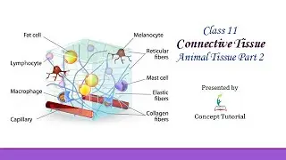 Connective Tissue | Areolar/Adipose/Cartilage/Bone/Ligament/Tendon | Biology Class 11/NEET