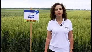 ПШЕНИЦА И  ЕЧЕМИК ОТ SAATEN UNION &ndash; ИЗБОРЪТ  НА ПРОФЕСИОНАЛИСТИТЕ