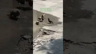 Chillin' Birds Enjoy Summer Vibes