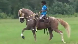 Flashy Saddle Horse of Eat Greedy Stables