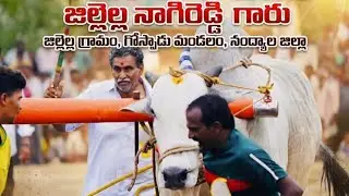 🚩3/2/2026 రెంటచింతల సీనియర్స్  1జత GNR BULLS గొట్టిక దినేష్ రెడ్డి గారు 1661.09 అడుగులు