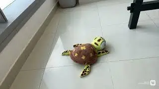 Big Turtle Bumps animation (season 1 episode 1)