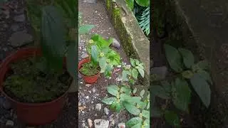TAWA TAWA, HALAMANG GAMOT SA NADENGUE