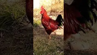 Golden cock #shorts || bird plus animals