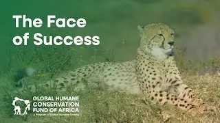 Zuko the Curious Cheetah Showing the Success of Rewilding