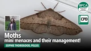 Sponsor slot: Moths &ndash; mini menaces and their management!