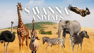 Savanna Animals 4K | Peaceful Wildlife with Relaxing Music