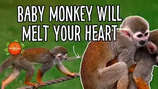 Meet Stripe, the baby Guianan squirrel monkey! | Woburn Safari Park