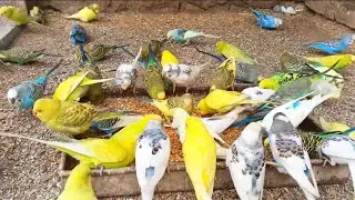 Beautiful Budige Breeding soft food Eating and Singing sounds for new Budigs 