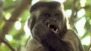 2. THE BEARDED CAPUCHIN MONKEYS OF FAZENDA BOA VISTA.