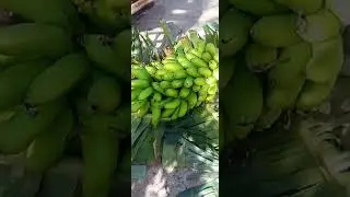 Colheita de um cacho de banana maçã 