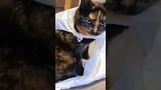 LillePus (Gjertrud) stuck in a bag for a short time. Her brother Arnfinn had to pay for it... Cat