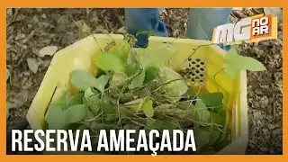 Planta rara e exótica ameaça vegetação no Jardim Botânico da UFMG, em Belo Horizonte