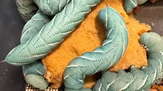 Breeding Hornworms part 1 #hornworm #insects #manduca #moths #breeding #nature #howtobreedhornworms 