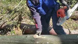 Валка Граба в солнечную погоду Stihl MS 361