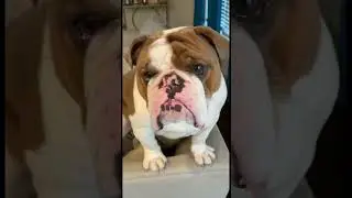 Hilarious Bulldogs Doing the Most | Funniest Bulldog Moments #shorts