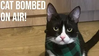 Cat SCARES Host During Live Stream | Stream Fails | Johnny Depp Vs Amber Heard Day 13 Highlight